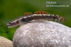 Aureofuscus-Grundel, Stiphodon Aureofuscus, 1 Paar 15 Aureofuscus-Grundel, Stiphodon Aureofuscus, 1 Paar -AQUATLATI Geschaft Aureofuscus Grundel Stiphodon aureofuscus 7