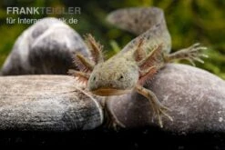 Axolotl Naturfarben, Ambystoma Mexicanum -AQUATLATI Geschaft Axolotl Wildling 2