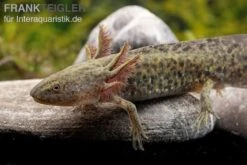 Axolotl Naturfarben, Ambystoma Mexicanum -AQUATLATI Geschaft Axolotl Wildling 3