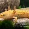 Axolotl Kupfer, Ambystoma Mexicanum -AQUATLATI Geschaft Axolotl kupfer Ambystoma mexicanum 1