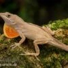 Bahama-Anolis, Anolis Sagrei -AQUATLATI Geschaft Bahama Anolis Anolis sagrei 1