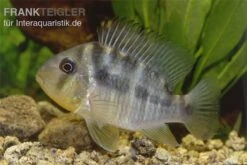 Ballonkopf Erdfresser, Gymnogeophagus Balzani -AQUATLATI Geschaft Ballonkopf Erdfresser Gymnogeophagus balzani 1
