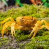Banana-Crab, Terrathelphusa Sp.