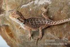 Bartagame, Pogona Vitticeps, Farbmix -AQUATLATI Geschaft Bartagame Pogona vitticeps Dunner Red Bearded Dragon 5