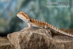 Bartagame, Pogona Vitticeps, Farbmix -AQUATLATI Geschaft Bartagame Pogona vitticeps Red Bearded Dragon 11