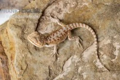 Bartagame, Pogona Vitticeps, Farbmix -AQUATLATI Geschaft Bartagame Pogona vitticeps Red Bearded Dragon 3