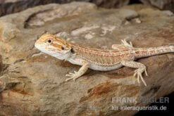 Bartagame, Pogona Vitticeps, Farbmix -AQUATLATI Geschaft Bartagame Pogona vitticeps Red Hypo Striped 8