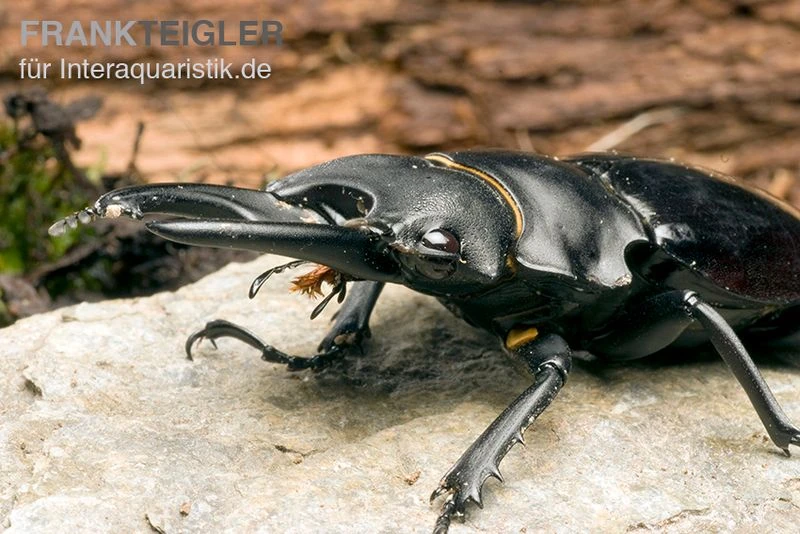 Bellicosa-Hirschkäfer, Odontolabis Bellicosa 3 Bellicosa-Hirschkäfer, Odontolabis Bellicosa