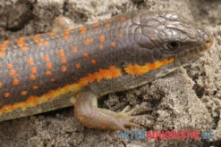 Berberskink, Eumeces Schneiderii -AQUATLATI Geschaft Berberskink Eumeces schneiderii neu 3