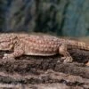 Bibrons Dickfingergecko, Chondrodactylus Bibronii -AQUATLATI Geschaft Bibrons Dickfingergecko Chondrodactylus bibronii 1