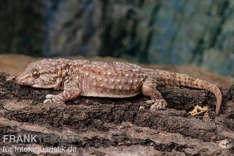 Bibrons Dickfingergecko, Chondrodactylus Bibronii 3 Bibrons Dickfingergecko, Chondrodactylus Bibronii