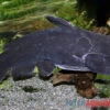 Black Catfish, Trachycorystes Trachycorystes -AQUATLATI Geschaft Black Catfish Trachycorystes trachycorystes 1