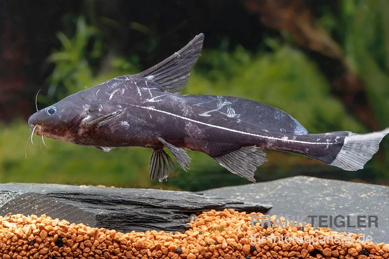 Black Lancer, Bagrichthys Macracanthus 3 Black Lancer, Bagrichthys Macracanthus