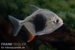 Blackberry Silver Dollar, Myleus Sp. Blackberry -AQUATLATI Geschaft Blackberry Silver Dollar Myleus sp Blackberry 3