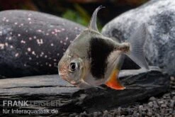 Blackberry Silver Dollar, Myleus Sp. Blackberry -AQUATLATI Geschaft Blackberry Silver Dollar Myleus sp Blackberry 4