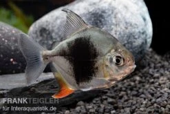 Blackberry Silver Dollar, Myleus Sp. Blackberry -AQUATLATI Geschaft Blackberry Silver Dollar Myleus sp Blackberry 5