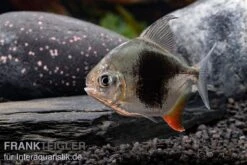 Blackberry Silver Dollar, Myleus Sp. Blackberry -AQUATLATI Geschaft Blackberry Silver Dollar Myleus sp Blackberry 6