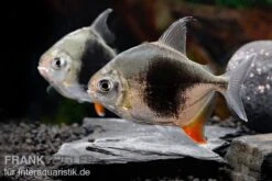 Blackberry Silver Dollar, Myleus Sp. Blackberry -AQUATLATI Geschaft Blackberry Silver Dollar Myleus sp Blackberry 8