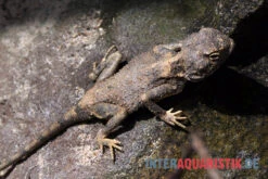 Blasse Wüstenagame, Trapelus Pallidus -AQUATLATI Geschaft Blasse Wuestenagame Trapelus pallidus 3