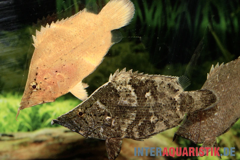 Blattfisch, Monocirrhus Polyacanthus 3 Blattfisch, Monocirrhus Polyacanthus