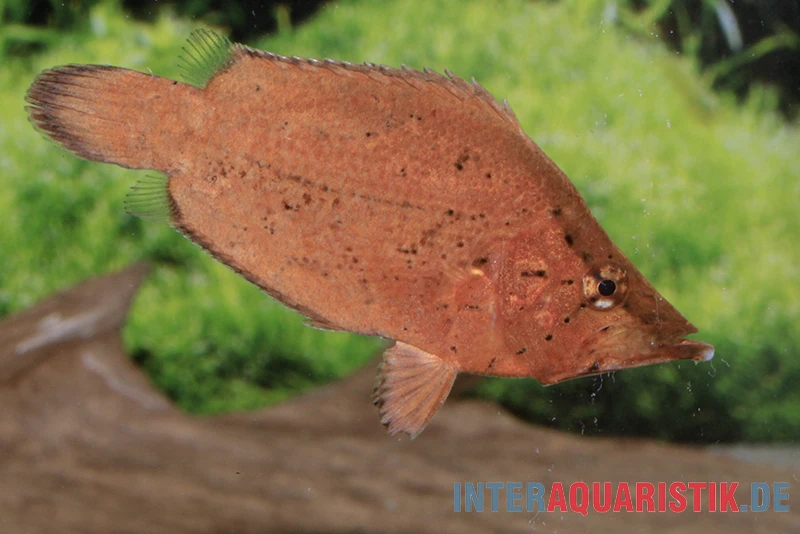 Blattfisch, Monocirrhus Polyacanthus 4 Blattfisch, Monocirrhus Polyacanthus - Image 2