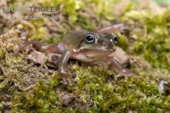 Blauer Korallenfinger-Laubfrosch, Litoria Caerulea 9 Blauer Korallenfinger-Laubfrosch, Litoria Caerulea -AQUATLATI Geschaft Blauer Korallenfinger Laubfrosch Litoria caerulea 03