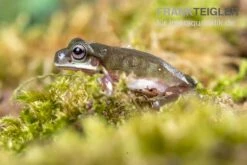 Blauer Korallenfinger-Laubfrosch, Litoria Caerulea 11 Blauer Korallenfinger-Laubfrosch, Litoria Caerulea -AQUATLATI Geschaft Blauer Korallenfinger Laubfrosch Litoria caerulea 05