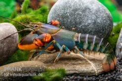 Blauer Rotscheren-Tigerkrebs, Cherax Alyciae "Blue Kong Red Claw" -AQUATLATI Geschaft Blauer Rotscheren Tigerkrebs Cherax alyciae Blue Kong Red Claw 3