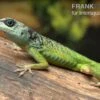 Blaugrüner Barbadosanolis, Anolis Extremus 2 Blaugrüner Barbadosanolis, Anolis Extremus -AQUATLATI Geschaft Blaugruener Barbadosanolis Anolis extremus Paar 1