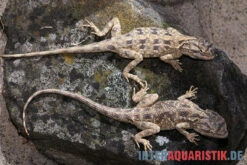 Blaukehl-Agame, Trapelus Savignii -AQUATLATI Geschaft Blaukehl Agame Trapelus savignii 3