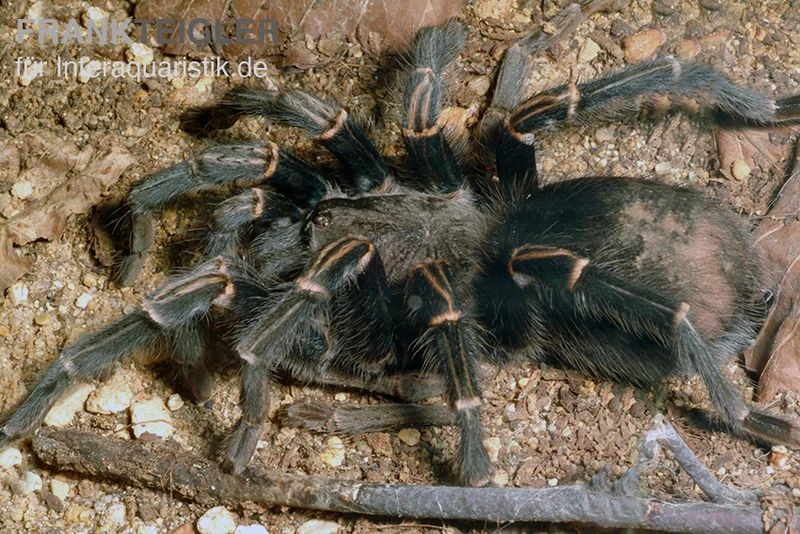 Blaustrahlige Riesenvogelspinne, Pamphobeteus Nigricolor 3 Blaustrahlige Riesenvogelspinne, Pamphobeteus Nigricolor