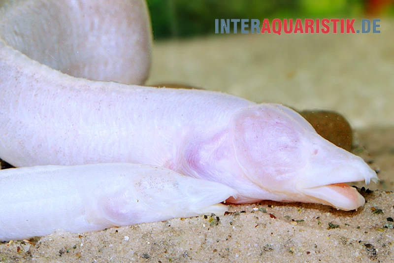 Blinder Stachelaal, Caecomastacembelus Brichardi 3 Blinder Stachelaal, Caecomastacembelus Brichardi