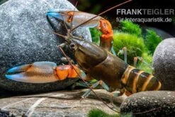 "Blue Claw" Tigerkrebs, Cherax Peknyi Var. "Blue Claw" 12 "Blue Claw" Tigerkrebs, Cherax Peknyi Var. "Blue Claw" -AQUATLATI Geschaft Blue Claw Tigerkrebs Cherax peknyi var Blue Claw 3