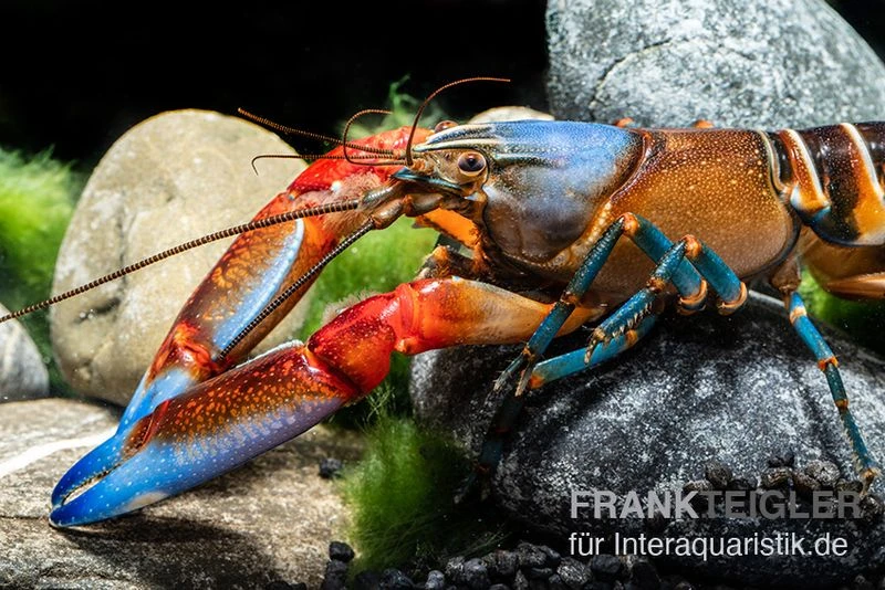 "Blue Claw" Tigerkrebs, Cherax Peknyi Var. "Blue Claw" 3 "Blue Claw" Tigerkrebs, Cherax Peknyi Var. "Blue Claw"