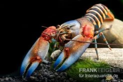 "Blue Claw" Tigerkrebs, Cherax Peknyi Var. "Blue Claw" 13 "Blue Claw" Tigerkrebs, Cherax Peknyi Var. "Blue Claw" -AQUATLATI Geschaft Blue Claw Tigerkrebs Cherax peknyi var Blue Claw neu