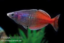Boesemans Regenbogenfisch Rot, Melanotaenia Boesemani RED, DNZ -AQUATLATI Geschaft Boesemans Regenbogenfisch RED Melanotaenia boesema 1