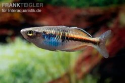 Boesemans Regenbogenfisch Rot, Melanotaenia Boesemani RED, DNZ -AQUATLATI Geschaft Boesmans Regenbogenfisch rot 3
