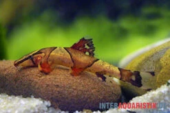 Borneo Sattelfleck-Prachtflossensauger, Homaloptera Orthogoniata