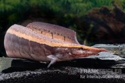 Borneo-Stachelaal, Macrognathus Cf. Tapirus -AQUATLATI Geschaft Borneo Stacheaal Macrognathus cf tapirus 14