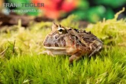 Brasilianischer Schmuckhornfrosch, Ceratophrys Aurita -AQUATLATI Geschaft Brasilianischer Schmuckhornfrosch Ceratophrys aurita 1