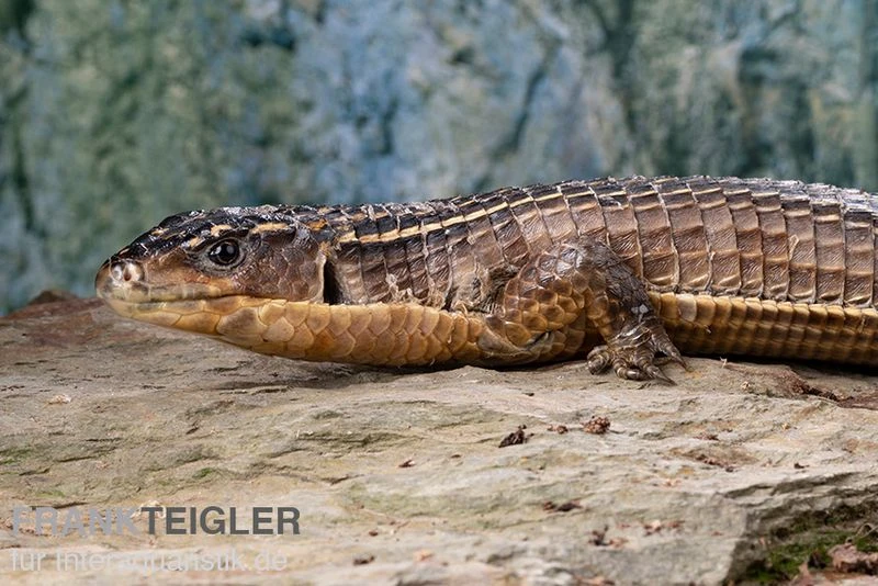 Braune Schildechse, Gerrhosaurus Major 5 Braune Schildechse, Gerrhosaurus Major - Image 3