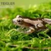 Brauner Bananenfrosch, Afrixalus Dorsalis -AQUATLATI Geschaft Brauner Bananenfrosch Afrixalus dorsalis 1