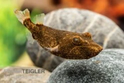 Brauner Kugelfisch, Tetraodon Miurus -AQUATLATI Geschaft Brauner Kugelfisch Tetraodon miurus 2