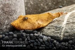 Brauner Kugelfisch, Tetraodon Miurus -AQUATLATI Geschaft Brauner Kugelfisch Tetraodon miurus 5