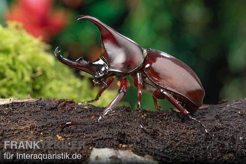 Brauner Nashornkäfer, Xylotrupes Gideon 3 Brauner Nashornkäfer, Xylotrupes Gideon