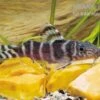 Brichards Fiederbartwels, Synodontis Brichardi