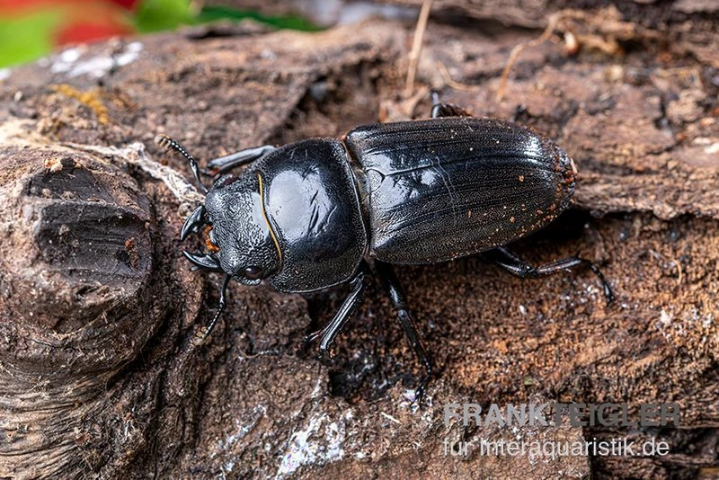 Bucephalus-Hirschkäfer, Dorcus Bucephalus 5 Bucephalus-Hirschkäfer, Dorcus Bucephalus – Bild 3