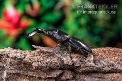 Bucephalus-Hirschkäfer, Dorcus Bucephalus 13 Bucephalus-Hirschkäfer, Dorcus Bucephalus -AQUATLATI Geschaft Bucephalus Hirschkaefer Dorcus bucephalus 4