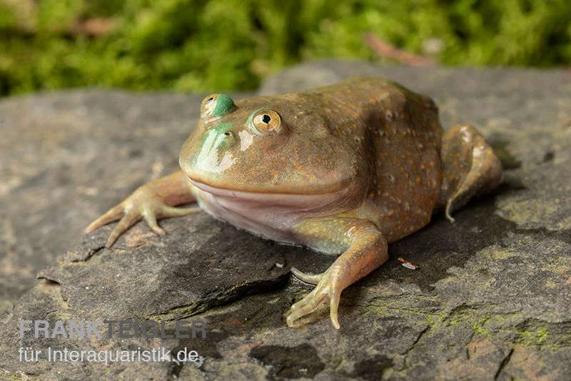 Budgett`s-Frosch, Lepidobatrachus Laevis 4 Budgett`s-Frosch, Lepidobatrachus Laevis - Image 2