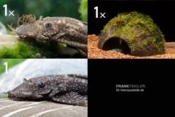 Bundle: 2x Antennenwels M (Ancistrus Sp.) + Kokosnusshöhle Bepflanzt